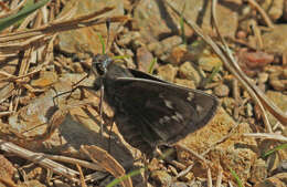 Слика од Hesperia metea Scudder 1863