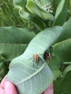 Image of Rose Chafer