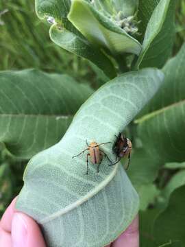 Image of Rose Chafer