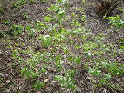 Image of Manchurian honeysuckle