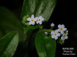 Image of Trigonotis formosana var. elevatovenosa (Hayata) S. D. Shen & J. C. Wang