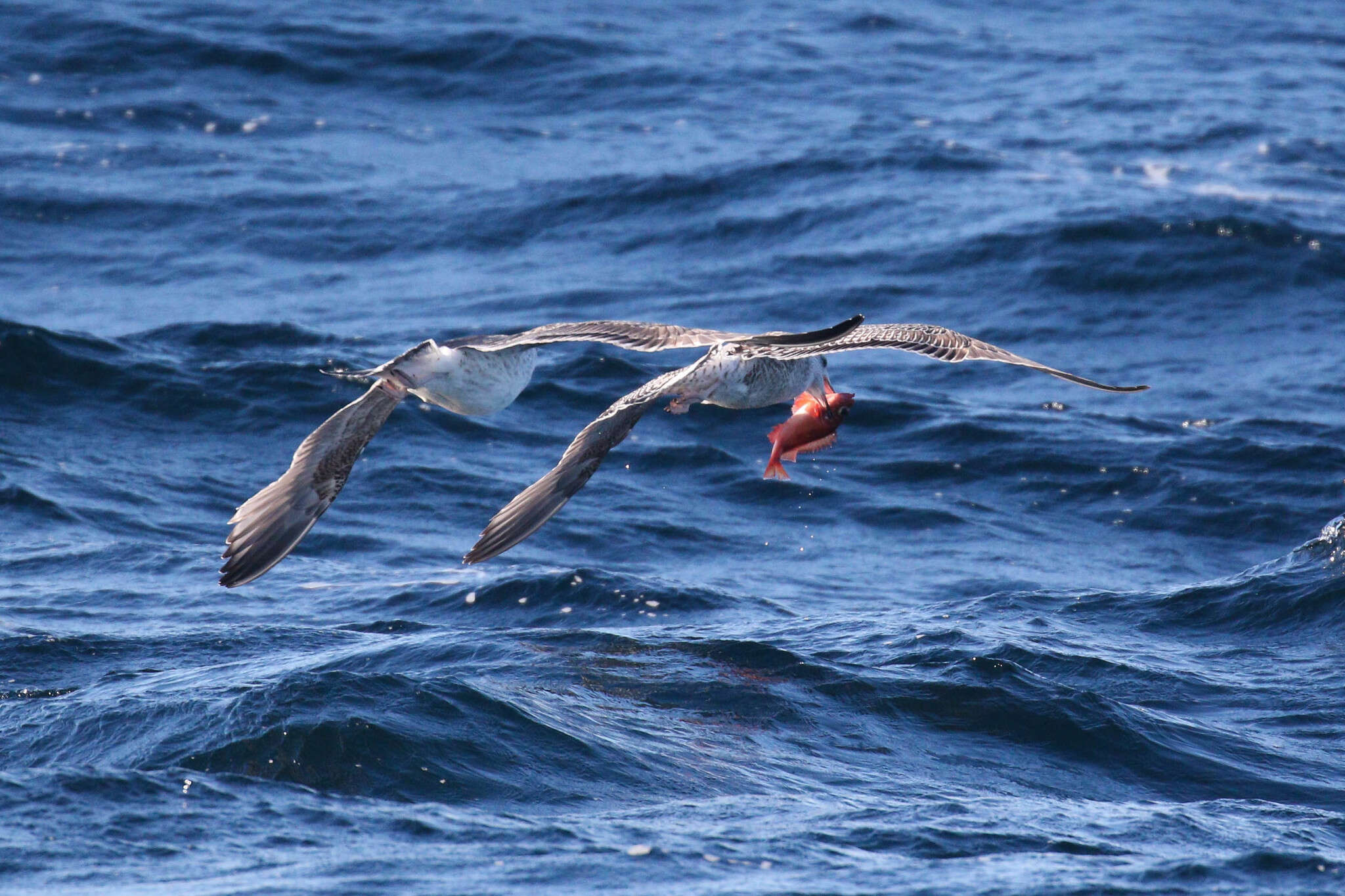 Image of Redfish