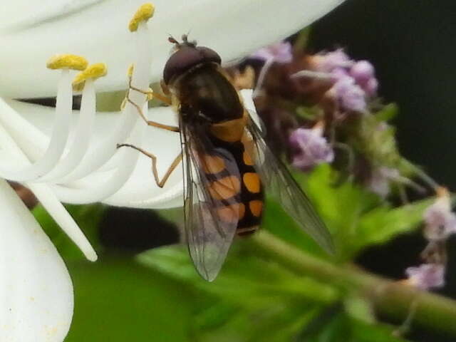 Image of Syrphus octomaculatus Walker 1836