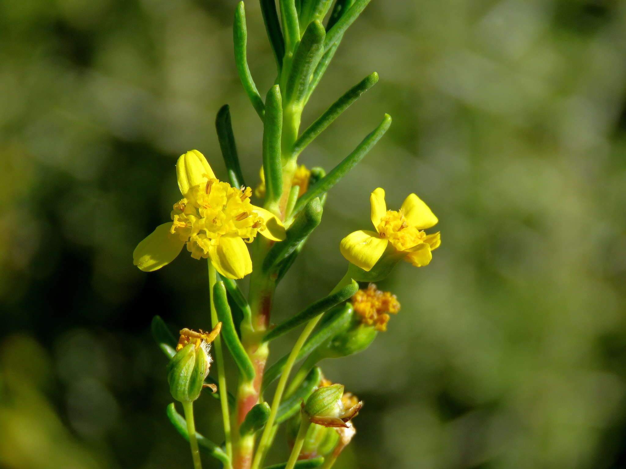 Imagem de Euryops nodosus B. Nordenst.