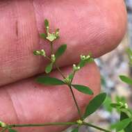 Image of Baldwin's nailwort