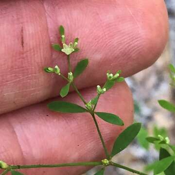 صورة Paronychia baldwinii (Torr. & Gray) Fenzl