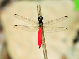 Image of Lyriothemis biappendiculata (Selys 1878)