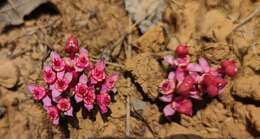 Image of Euphorbia fusiformis var. khandallensis (Blatt. & Hallb.) Binojk. & N. P. Balakr.