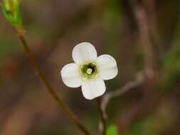 Imagem de Mitrasacme pilosa Labill.