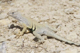 Image de Cophosaurus texanus texanus Troschel 1850