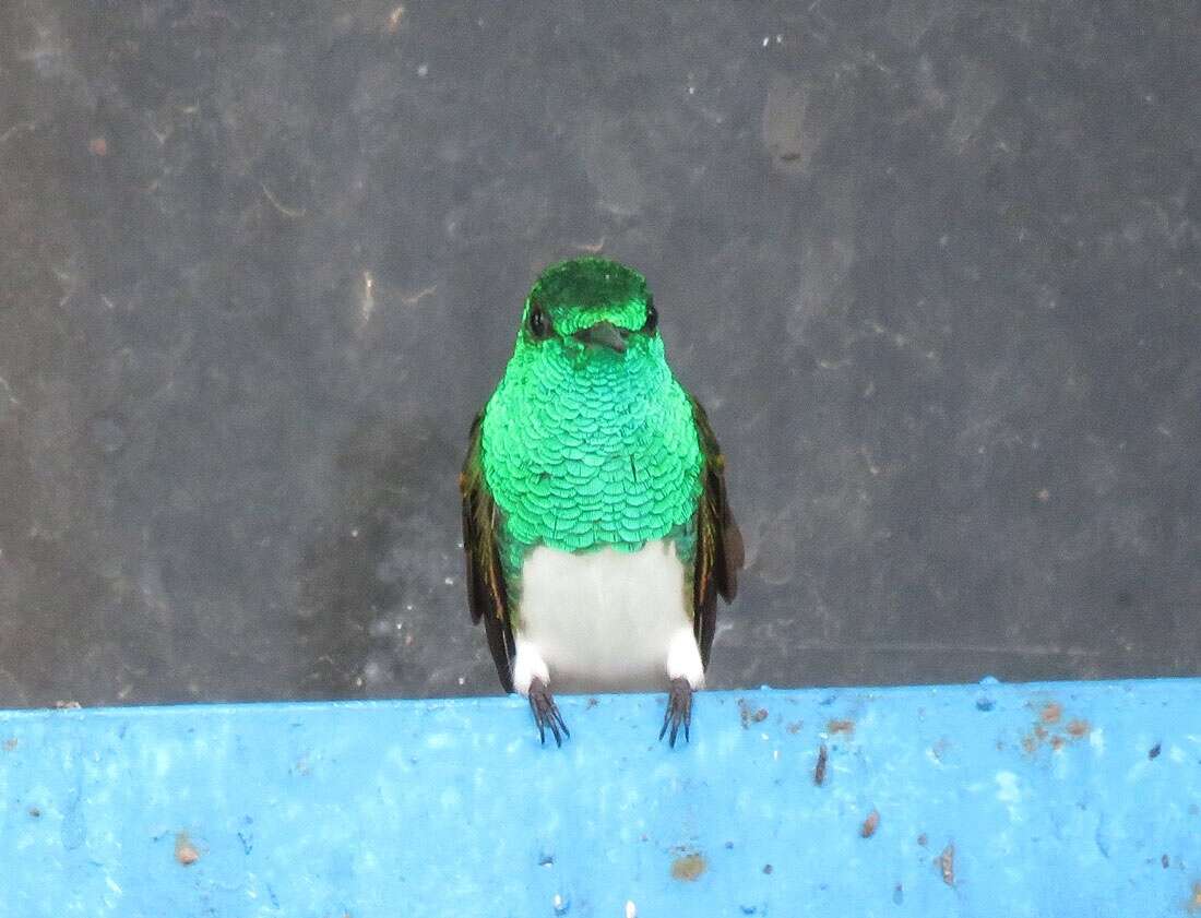 Image of Snowy-bellied Hummingbird