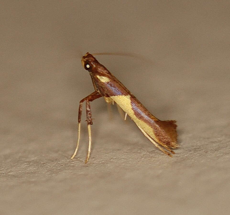 Sivun Caloptilia xanthopharella (Meyrick 1880) kuva