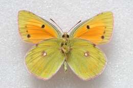 Image of Colias regia Grum-Grshimailo 1887