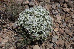 Слика од Arenaria aggregata (L.) Loisel.