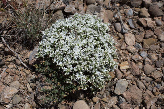 Sivun Arenaria aggregata (L.) Loisel. kuva