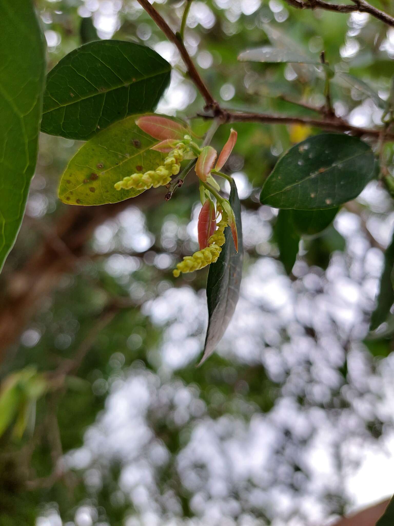 Слика од Sebastiania brasiliensis Spreng.