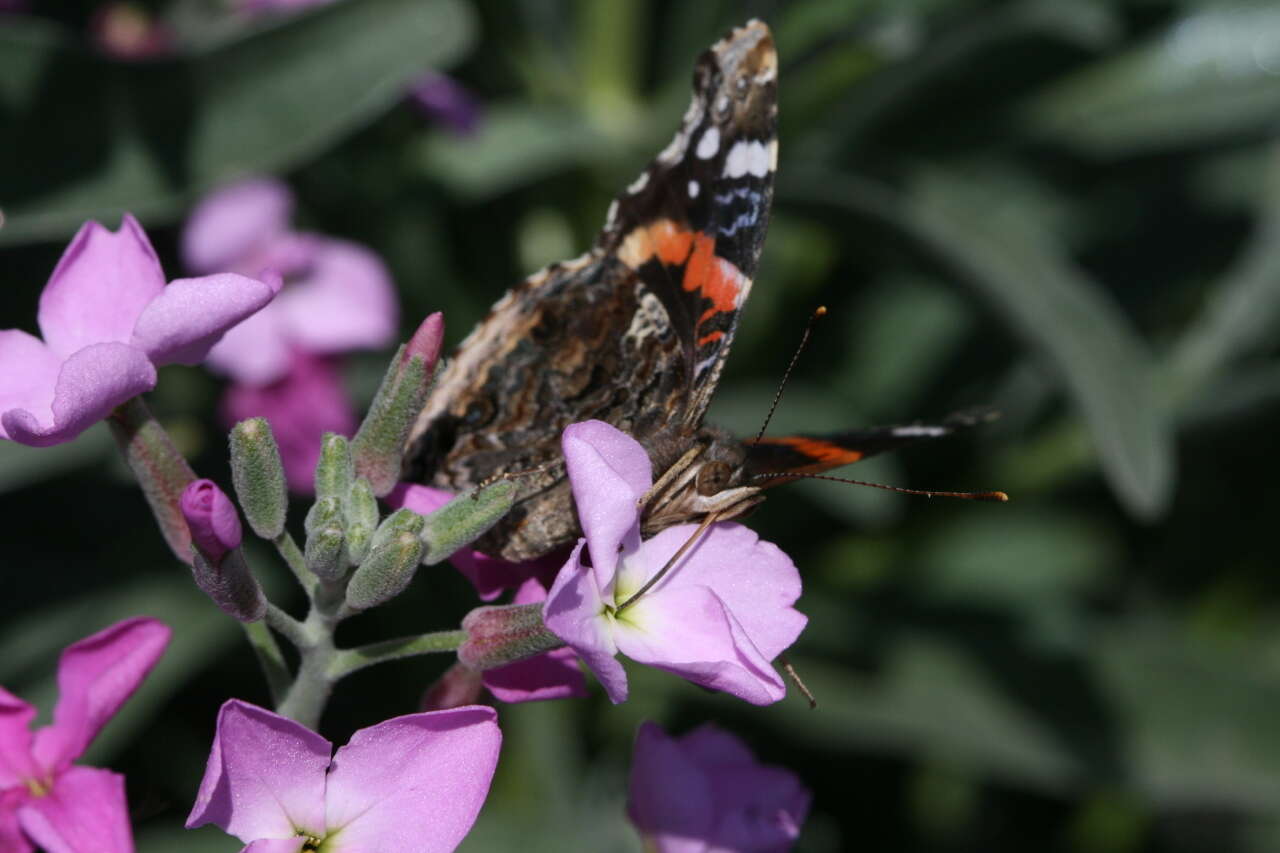 Image of Vanessa atalanta rubria (Fruhstorfer 1909)