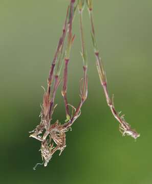 Imagem de Sabulina glaucina (Dvoráková) Dillenb. & Kadereit