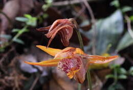 Imagem de Tainia cordifolia Hook. fil.