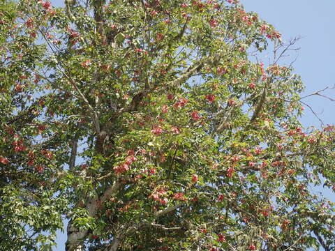 Acer heldreichii subsp. trautvetteri (Medvedev) E. Murray的圖片
