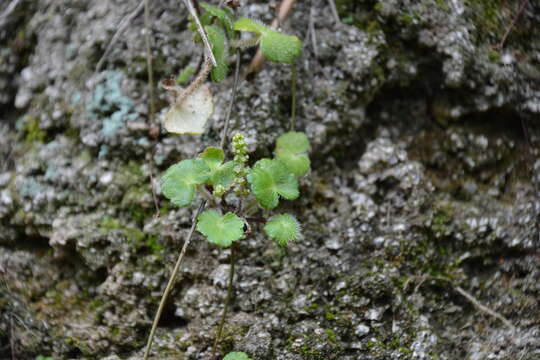 Image of Yerba-de-Clavo