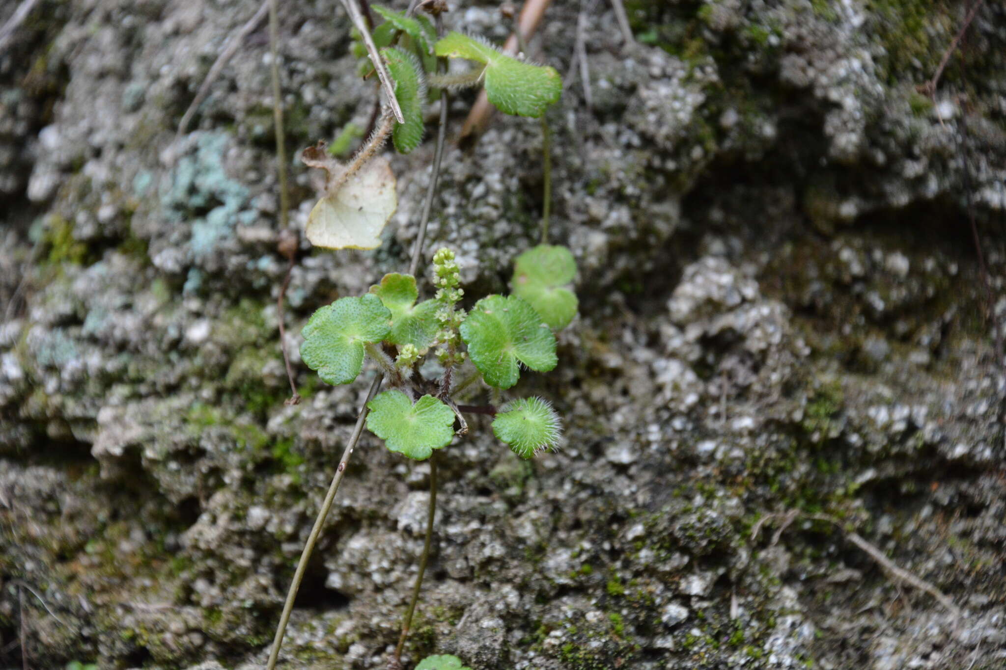 Image de Hydrocotyle hirsuta Sw.