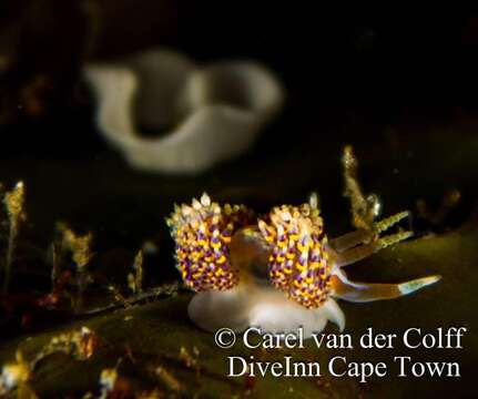 Image of four-colour nudibranch