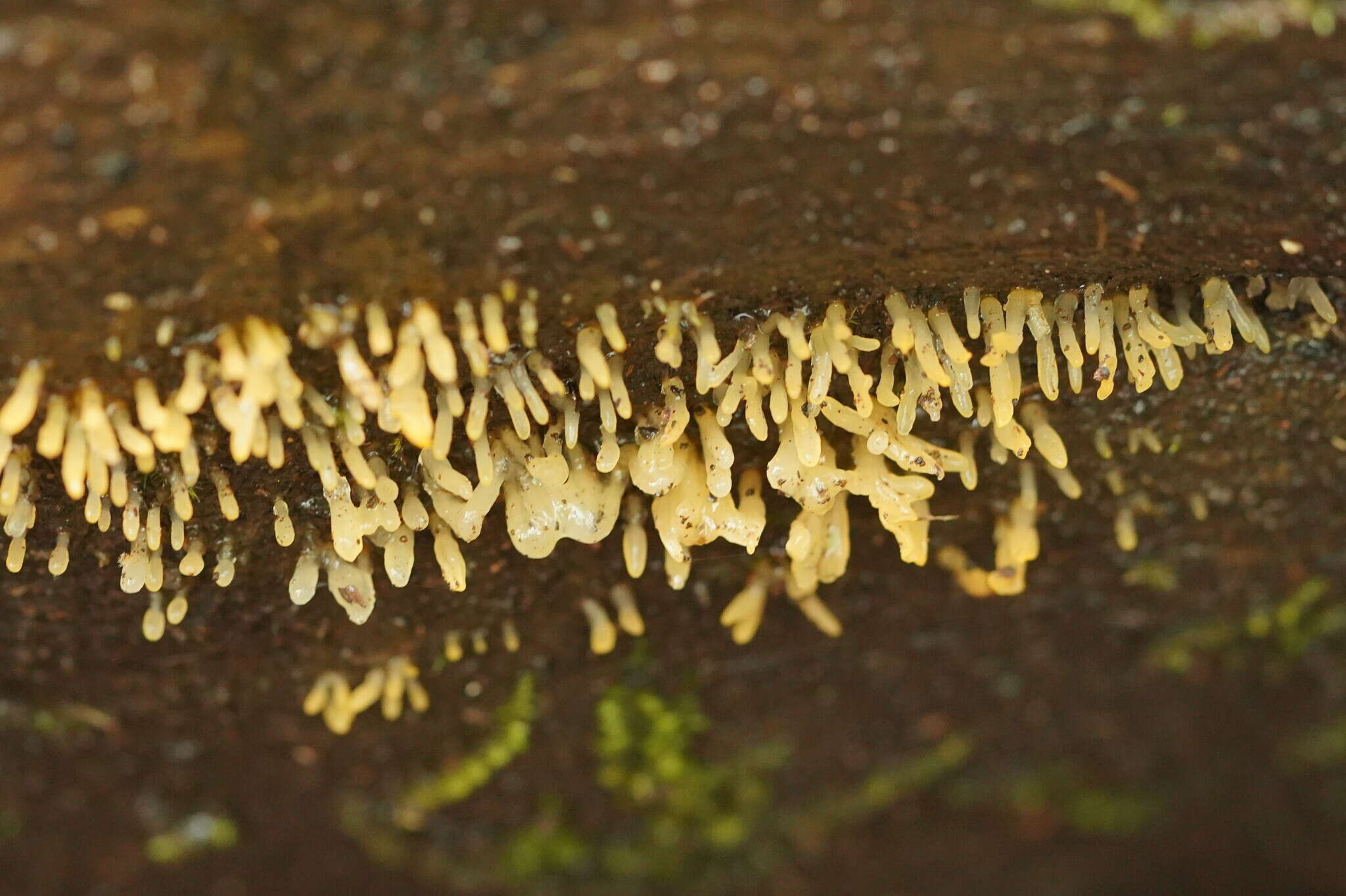 Image of Calocera sinensis McNabb 1965