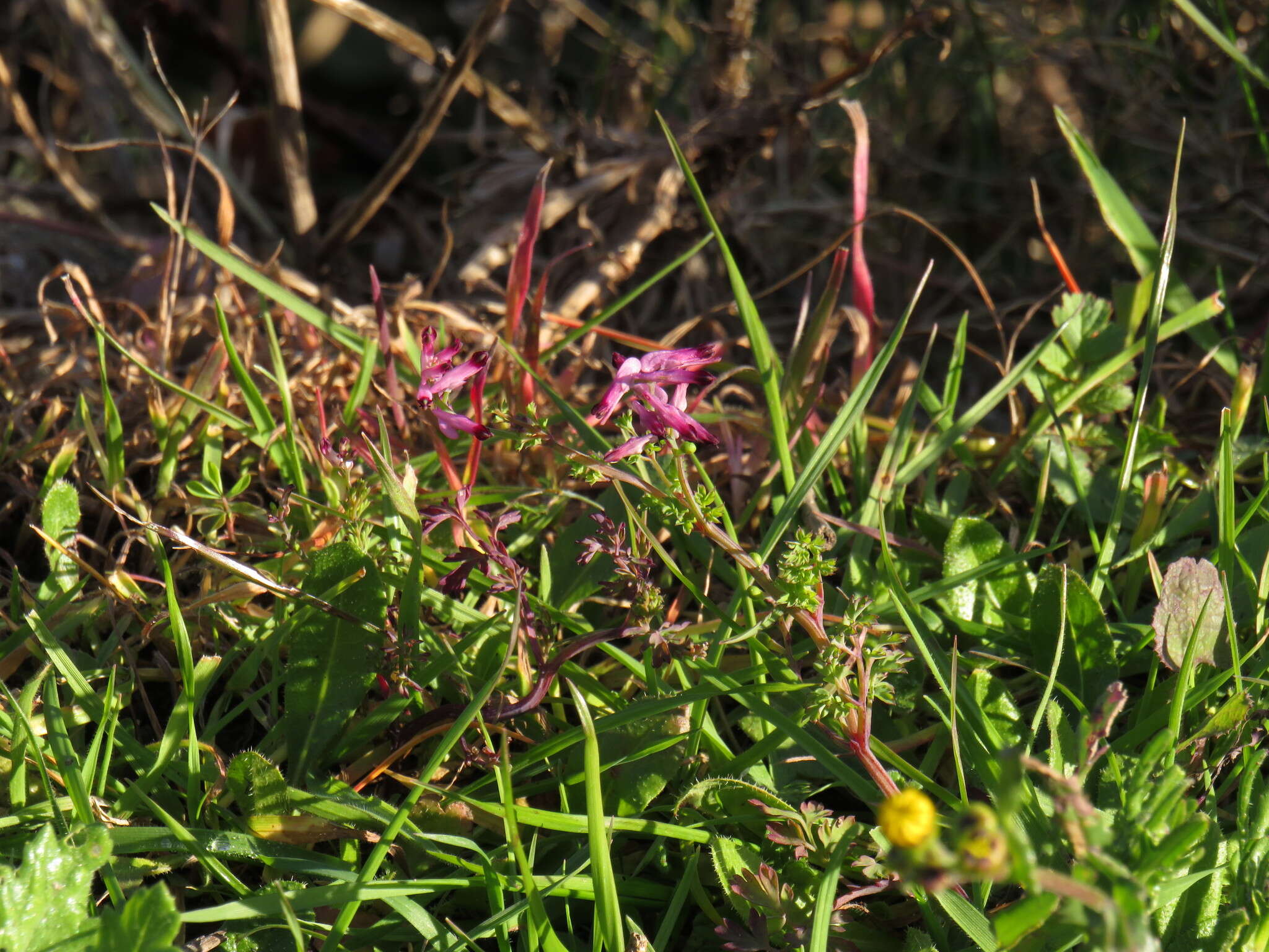 Sivun Fumaria muralis subsp. muralis kuva