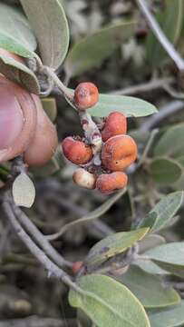 Image of Del Norte manzanita