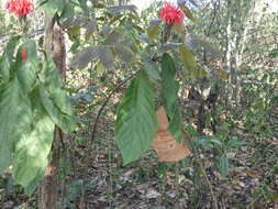 Image of cardinal's-guard