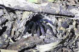 Image of Cyriopagopus lividus (Smith 1996)