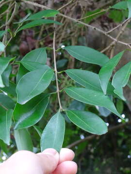 Image of Syzygium levinei (Merr.) Merr. & L. M. Perry