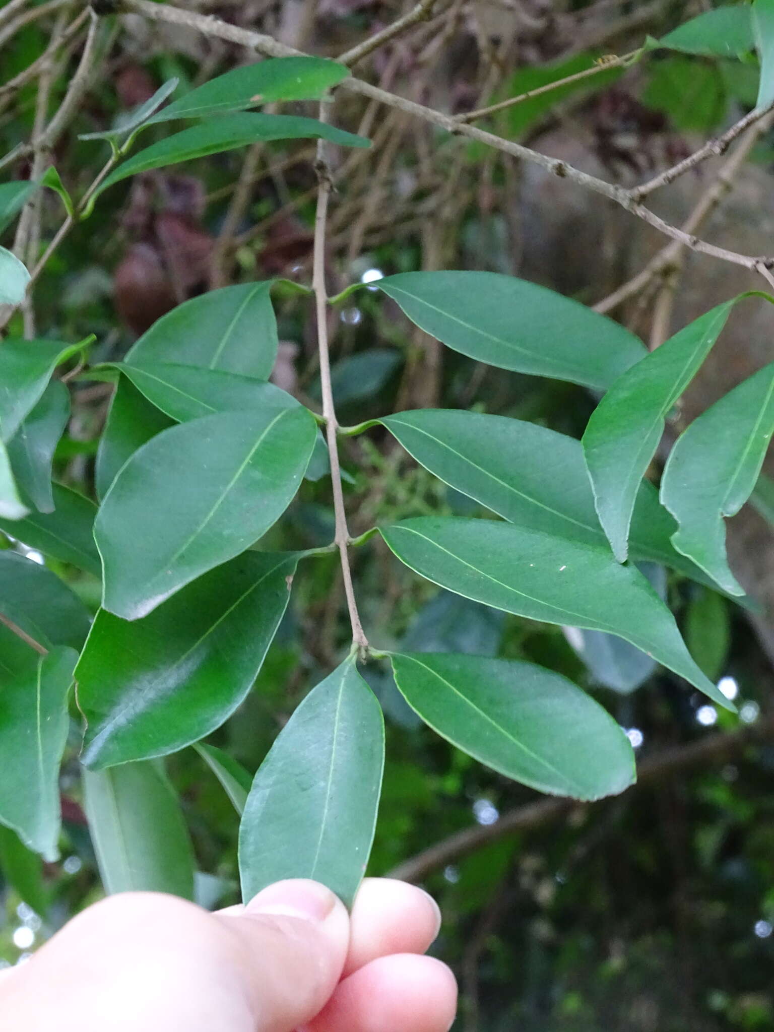 Sivun Syzygium levinei (Merr.) Merr. & L. M. Perry kuva