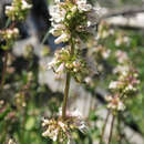 Plancia ëd Penstemon washingtonensis D. D. Keck