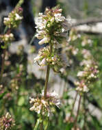 Plancia ëd Penstemon washingtonensis D. D. Keck