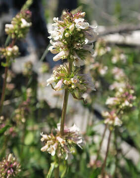 Plancia ëd Penstemon washingtonensis D. D. Keck