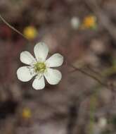 Image of narrowleaf queen poppy