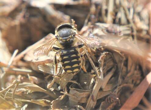 Image of Spot-fronted Wool-carder Bee