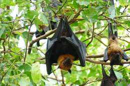 Image of Lyle's Flying Fox