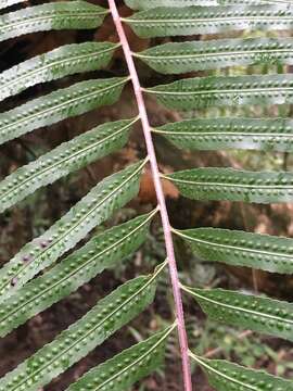 Imagem de Aglaomorpha rigidula (Sw.) Hovenkamp & S. Linds.