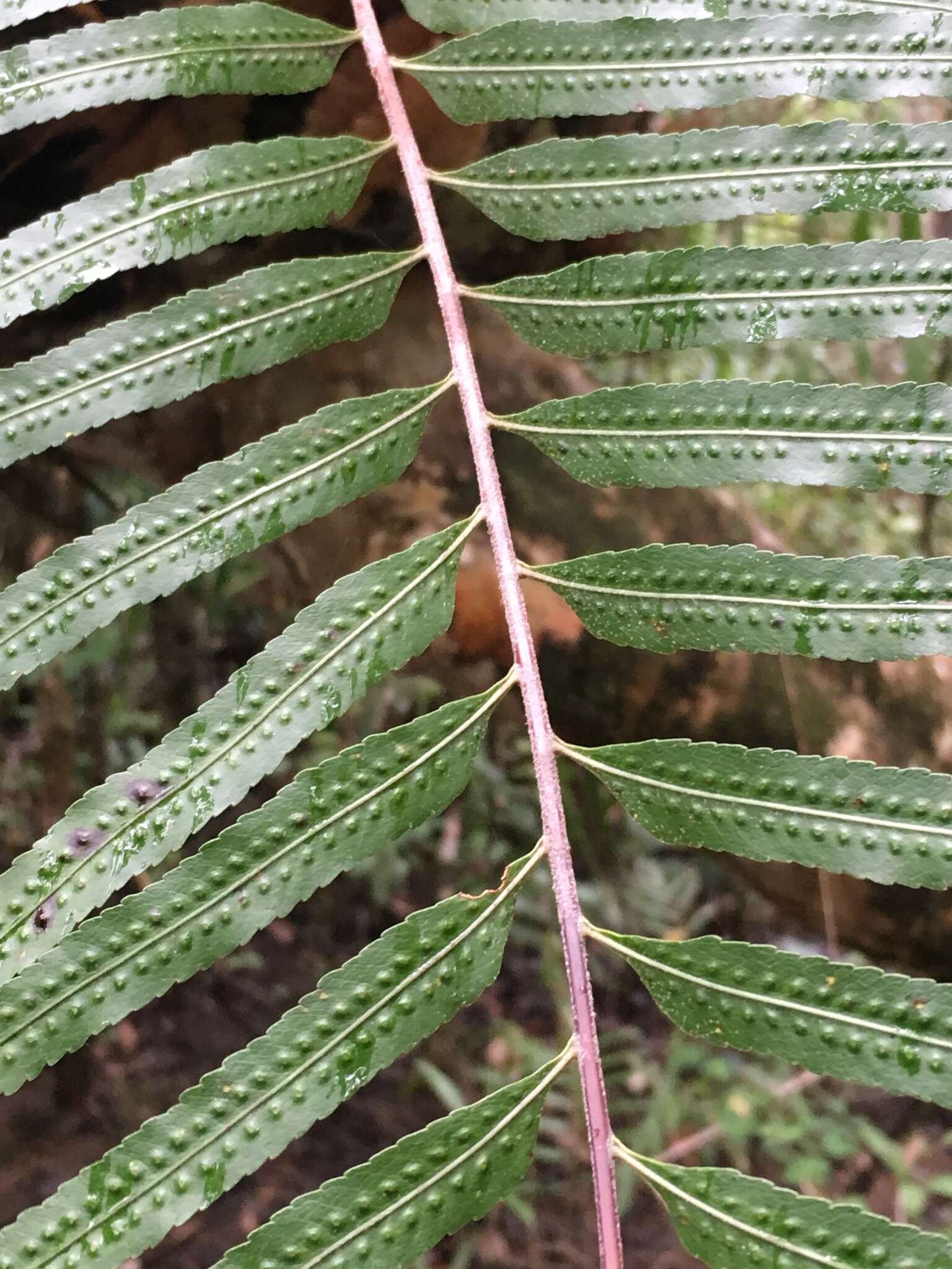 Aglaomorpha rigidula (Sw.) Hovenkamp & S. Linds.的圖片