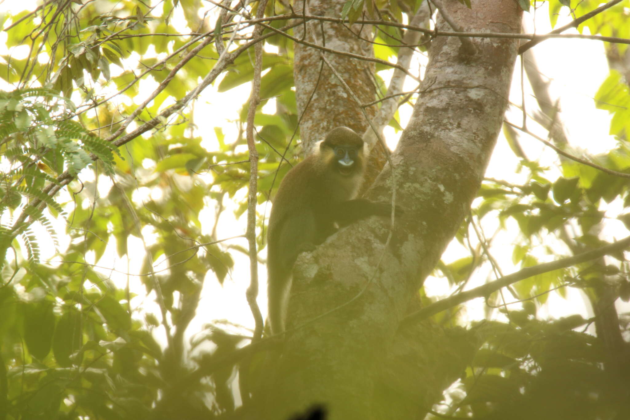 Image of Moustached Guenon