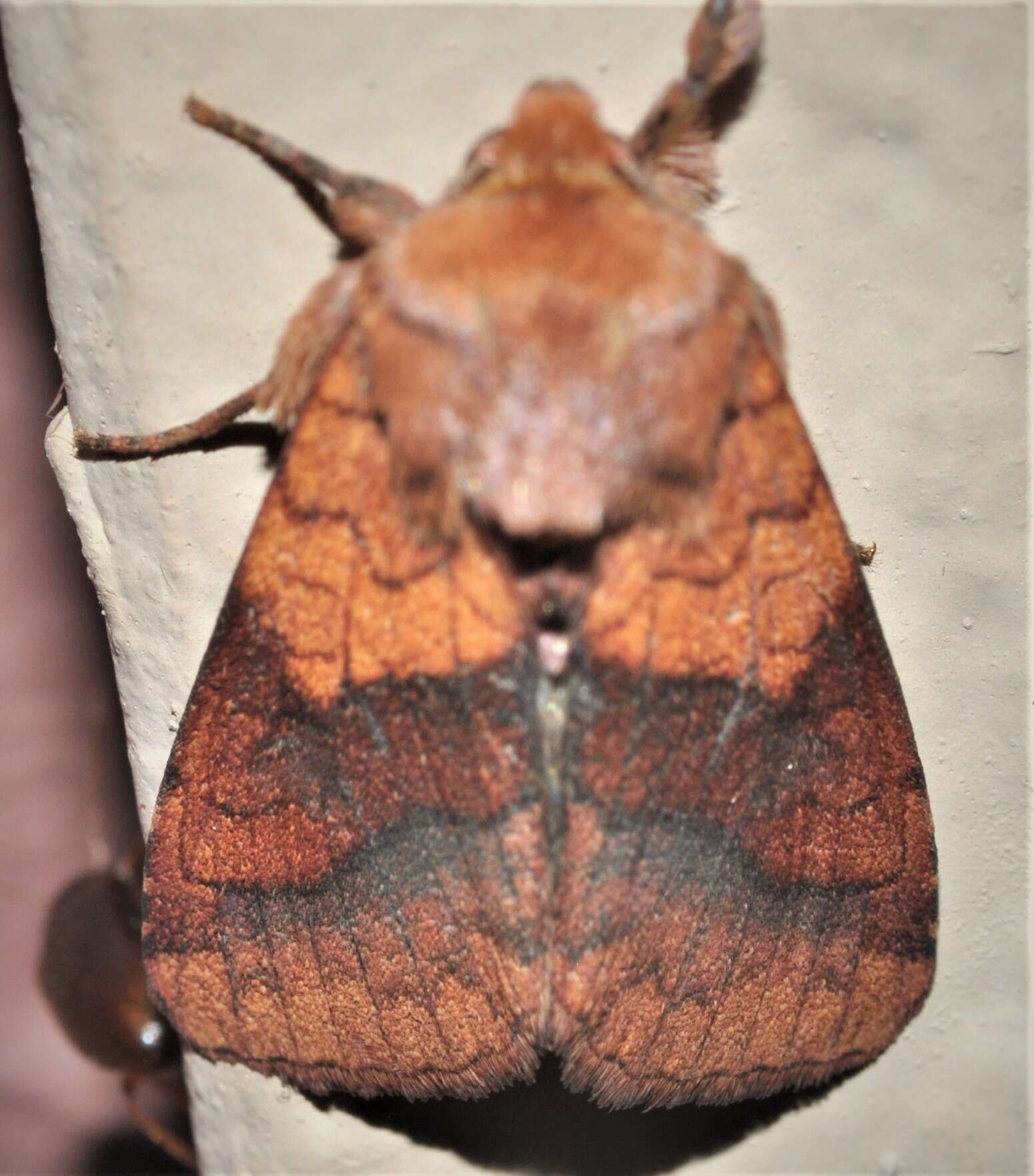 Image of Purple-Lined Sallow