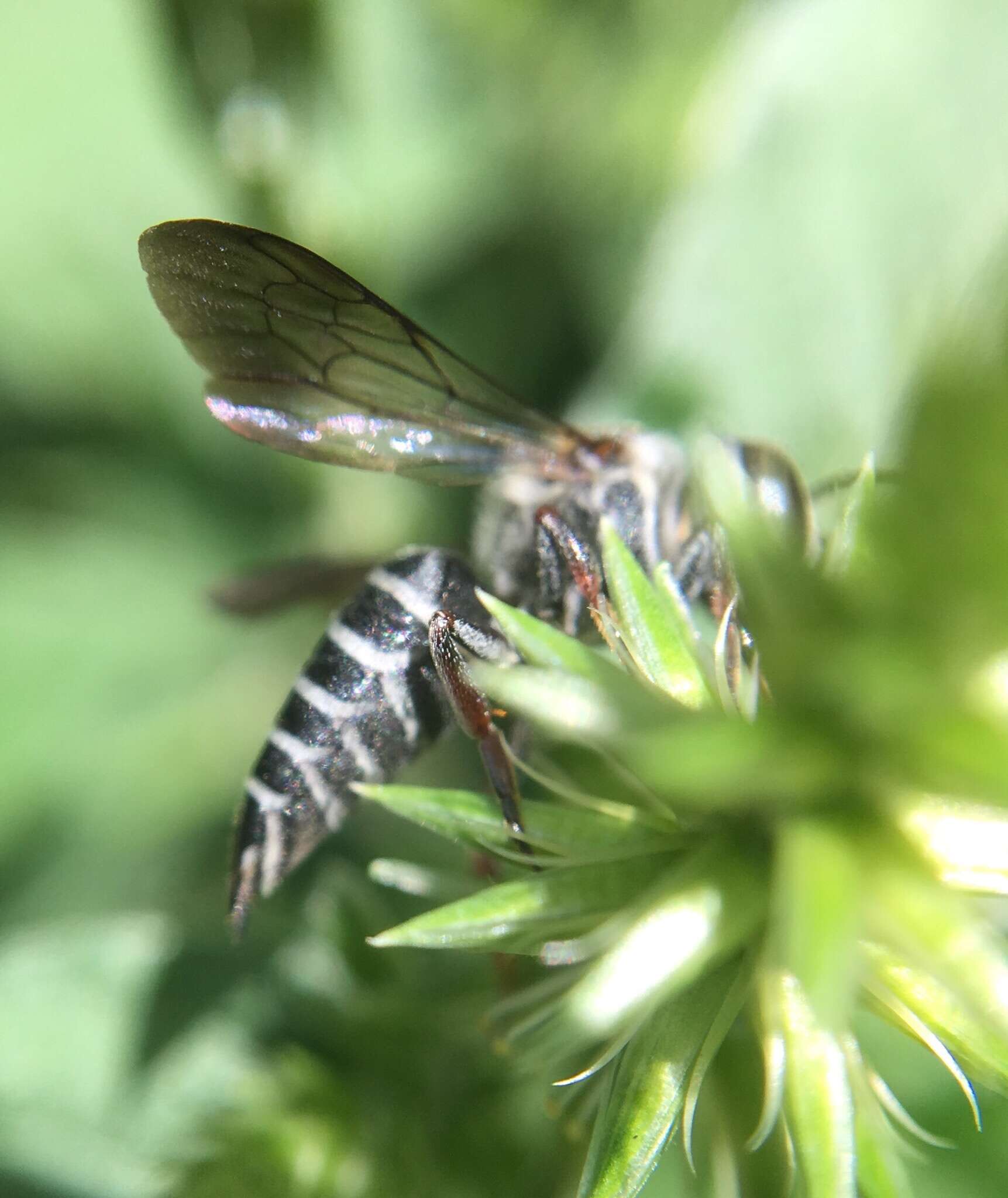 Image of Say's Cuckoo-leaf-cutter