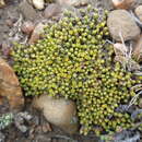 Image of Philippiella patagonica Speg.