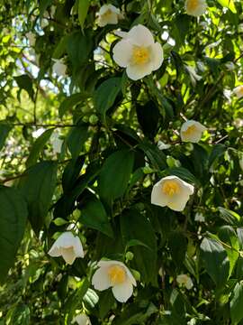 Image of sweet mock orange