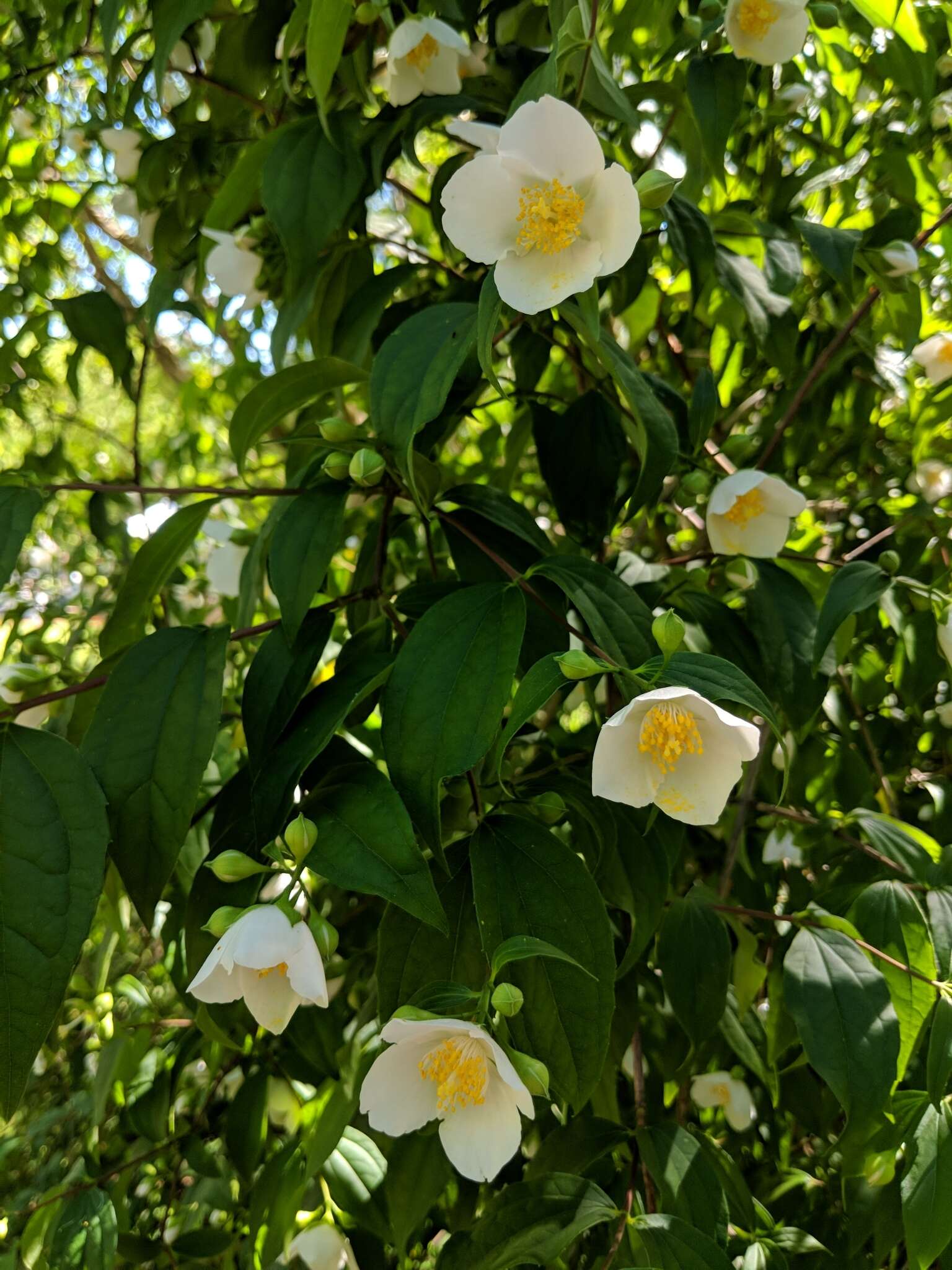 Imagem de Philadelphus coronarius L.