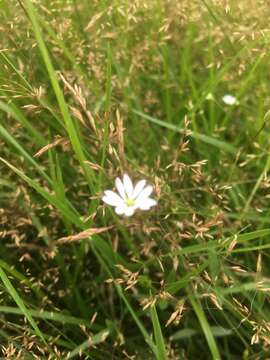 Image of common starwort