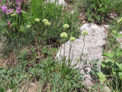 Imagem de Saponaria bellidifolia Sm.